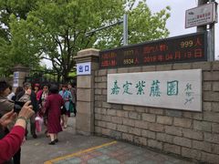 -嘉定紫藤园