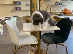 -飞行喵MR PILOT|猫舍·猫咖(静安大融城店)