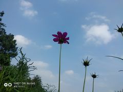 -大塘金香草谷
