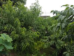 -老袁家蜜桃农场·阳山水蜜桃