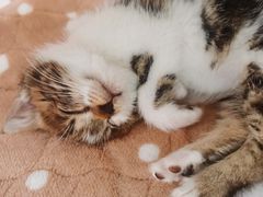 -艾贝尔宠物诊疗