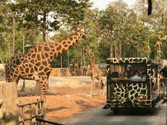 -清迈夜间动物园