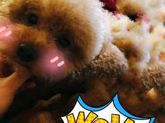 -米苏动物医院·犬猫专科·骨科外科内窥镜