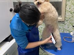 -瑞鹏宠物医院·微创内窥镜·骨外科·牙科(翠竹分院)