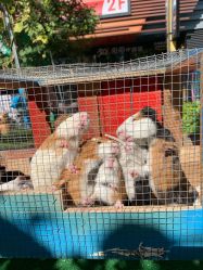 -萌宠亲子动物乐园(槐房万达店)