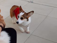 -怪兽屋·羊驼·猫咖·狗咖(俊华广场店)