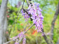 -素山寺森林公园