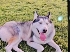 -天使宠物医院·犬猫分诊(彩虹店)