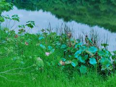 -福建鲤鱼洲酒店