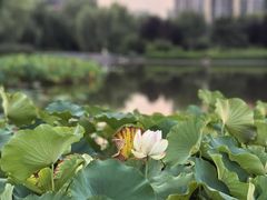 -木塔寺遗址生态公园