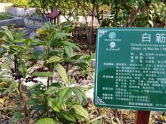-广西壮族自治区药用植物园