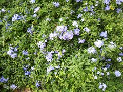 -百万葵园