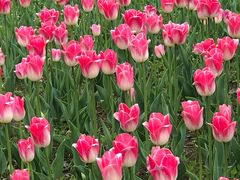 -长春公园(普阳街道)