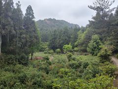 -玉苍山国家森林公园