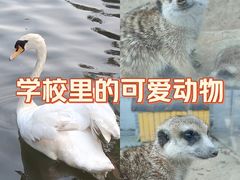 -北京市海淀外国语实验学校