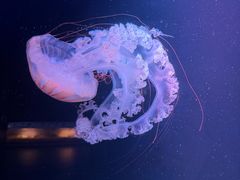 -欢乐海岸海洋奇梦馆