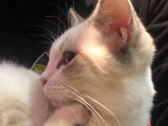 -猫色咖啡·猫咖