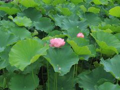 -桂湖森林公园