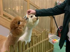 -藦茜花园宠物主题亲子互动体验馆(国顺东路店)