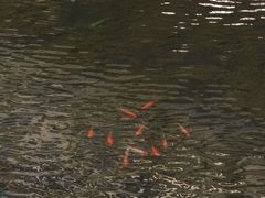 -绿草地·湘菜(芙蓉天街店)