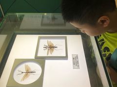 -上海昆虫博物馆