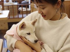 -豆柴町-柴犬主题狗咖(红鼎国际C座店)