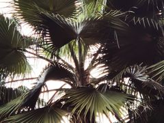 -南山植物园