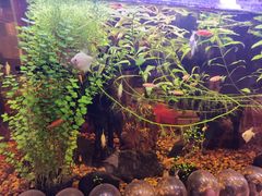 -Rabbit Cafe私房西餐甜点咖啡(栖霞路店)