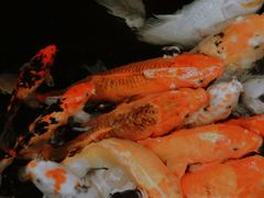 -上海大自然野生昆虫馆(东方明珠·爬宠昆虫探索中心)