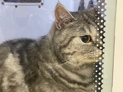 -佳雯宠物医院·皮肤科·内外科(春晓路分院)