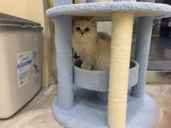-猫力发电所·宠物专门店