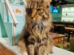 -猫小院猫主题餐厅(三里屯店)