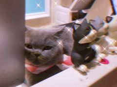 -猫小院猫主题咖啡厅(北锣店)
