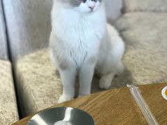 -藏猫猫咖啡主题馆(中央大道店)