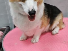 -宠福鑫康馨动物医院·骨科·眼科