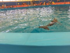 -尼莫海豚馆