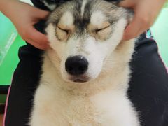 -Husky Go! 哈士奇体验馆·宠物咖啡厅狗咖