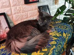 -平行世界·猫咖(首经贸店)