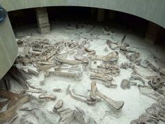 -自贡恐龙博物馆