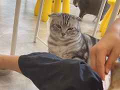 -猫力发电所·宠物专门店
