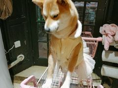 -猫色咖啡·猫咖