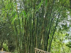 -芙蓉镇景区