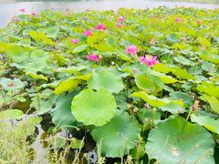 -上海植物园-4号门售票处