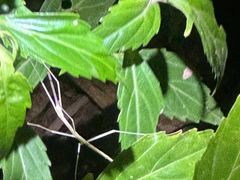 -昆明植物园