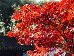 -朱洪元苏式面馆(绿宝广场店)
