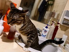 -宠福鑫康馨动物医院·骨科·眼科