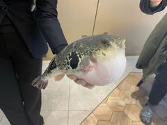 -鲐赏河豚(长寿店)
