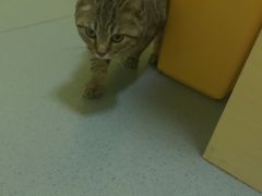 -瑞鹏宠物医院·爱宠堂·骨外专科(西荷分院)