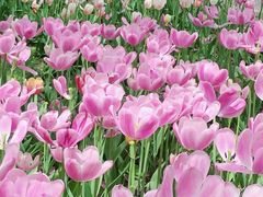 -石家庄市植物园