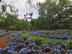 -上海共青森林公园